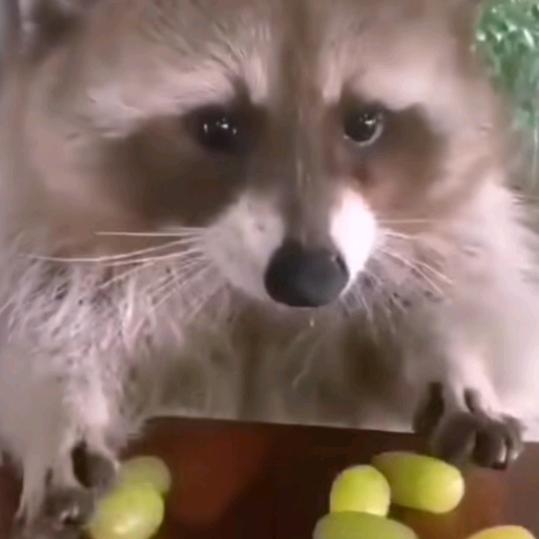 守护美味青提的小浣熊之神