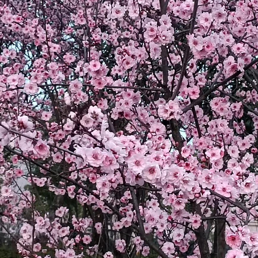 开心家和万事兴