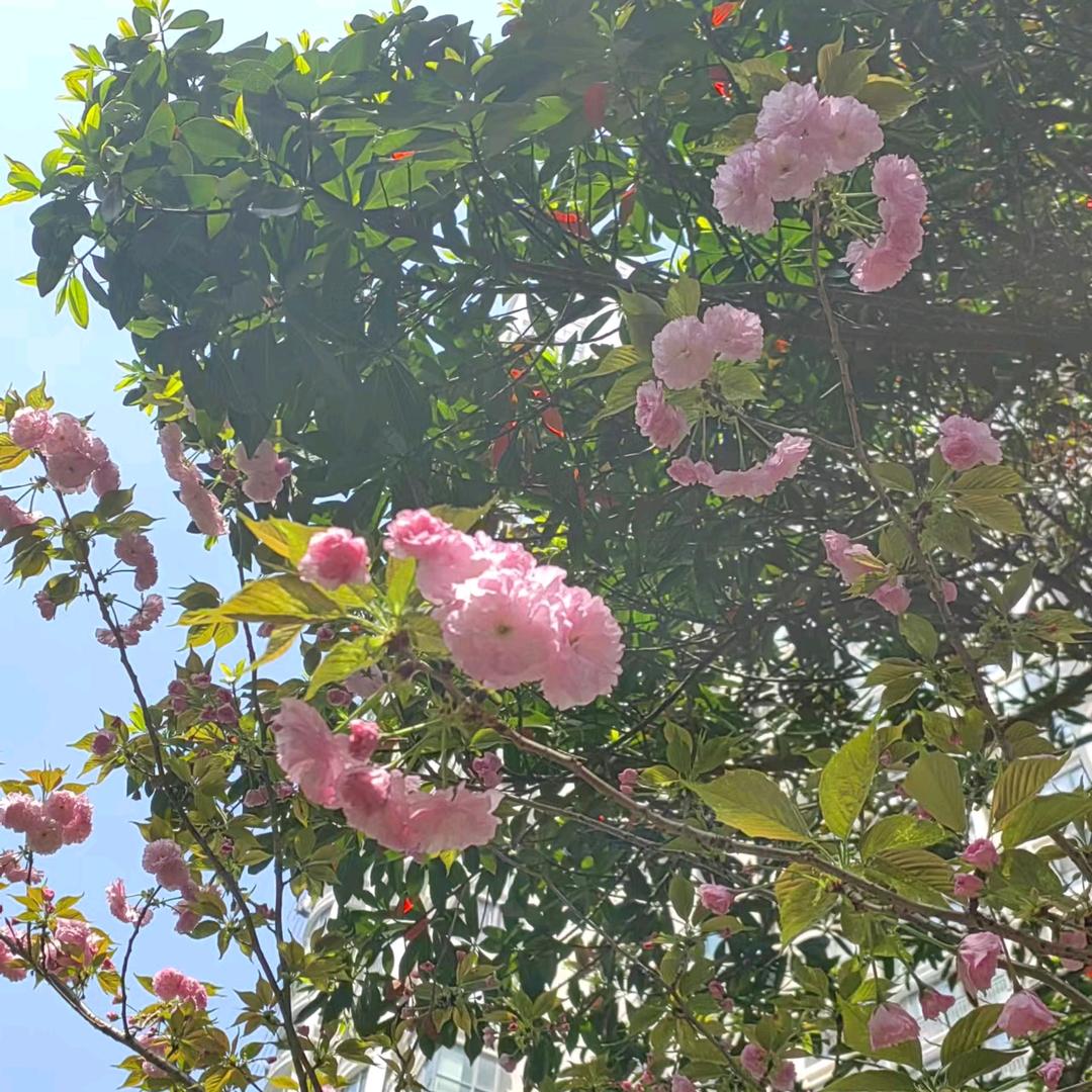 春莲