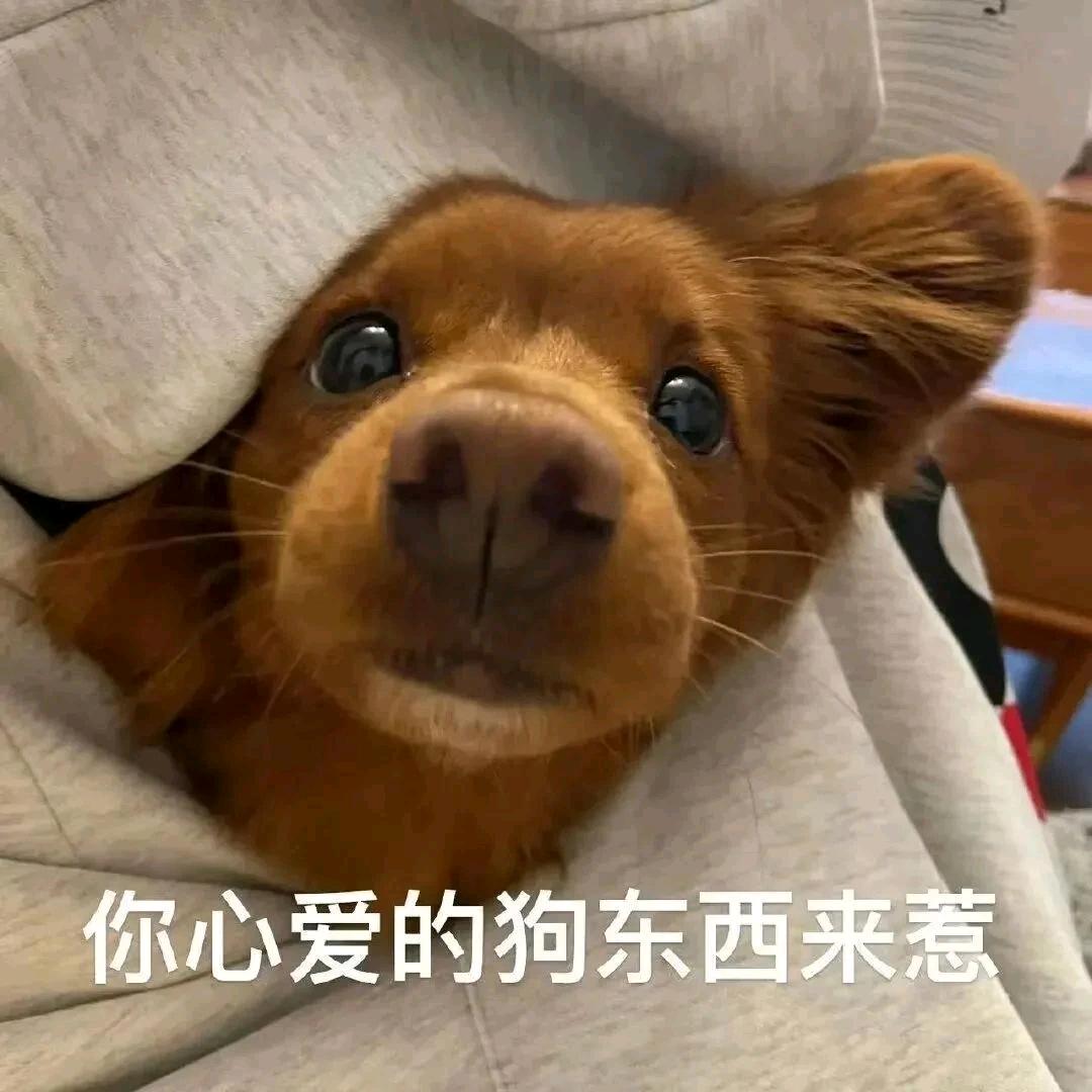 沈乐z（三角洲行动）