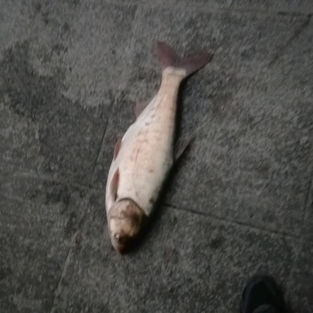🐟乐