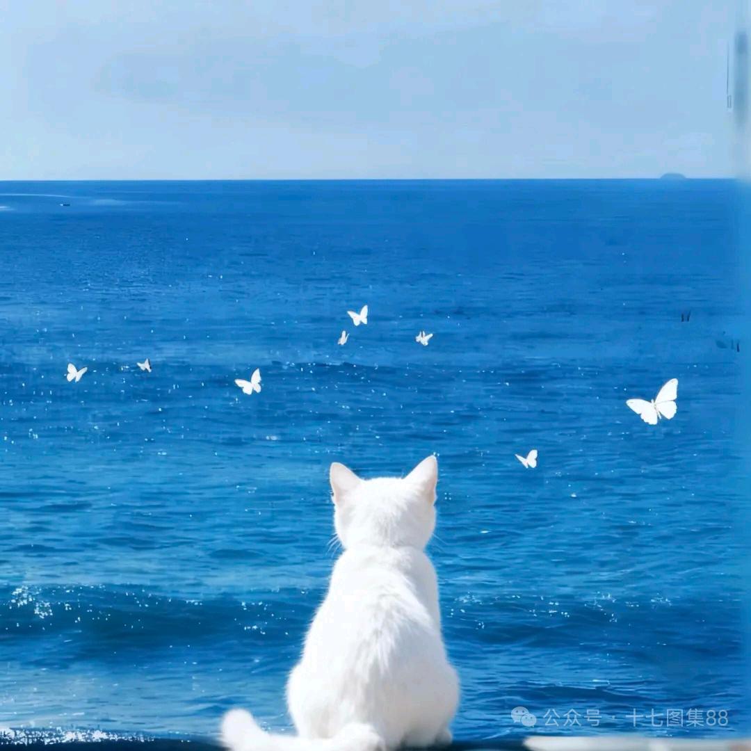 七安