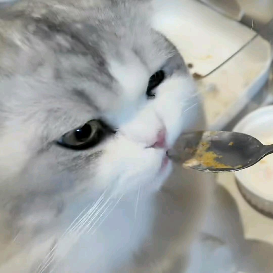 猫咪大王