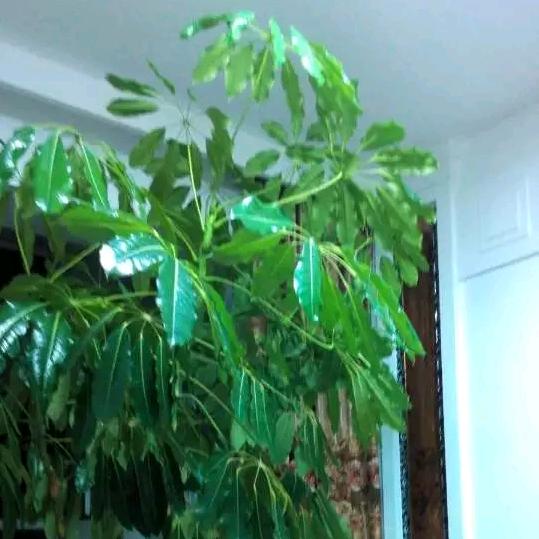 通达驾校科二姜教练