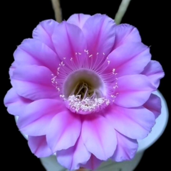 我最喜欢的孩子卓玛