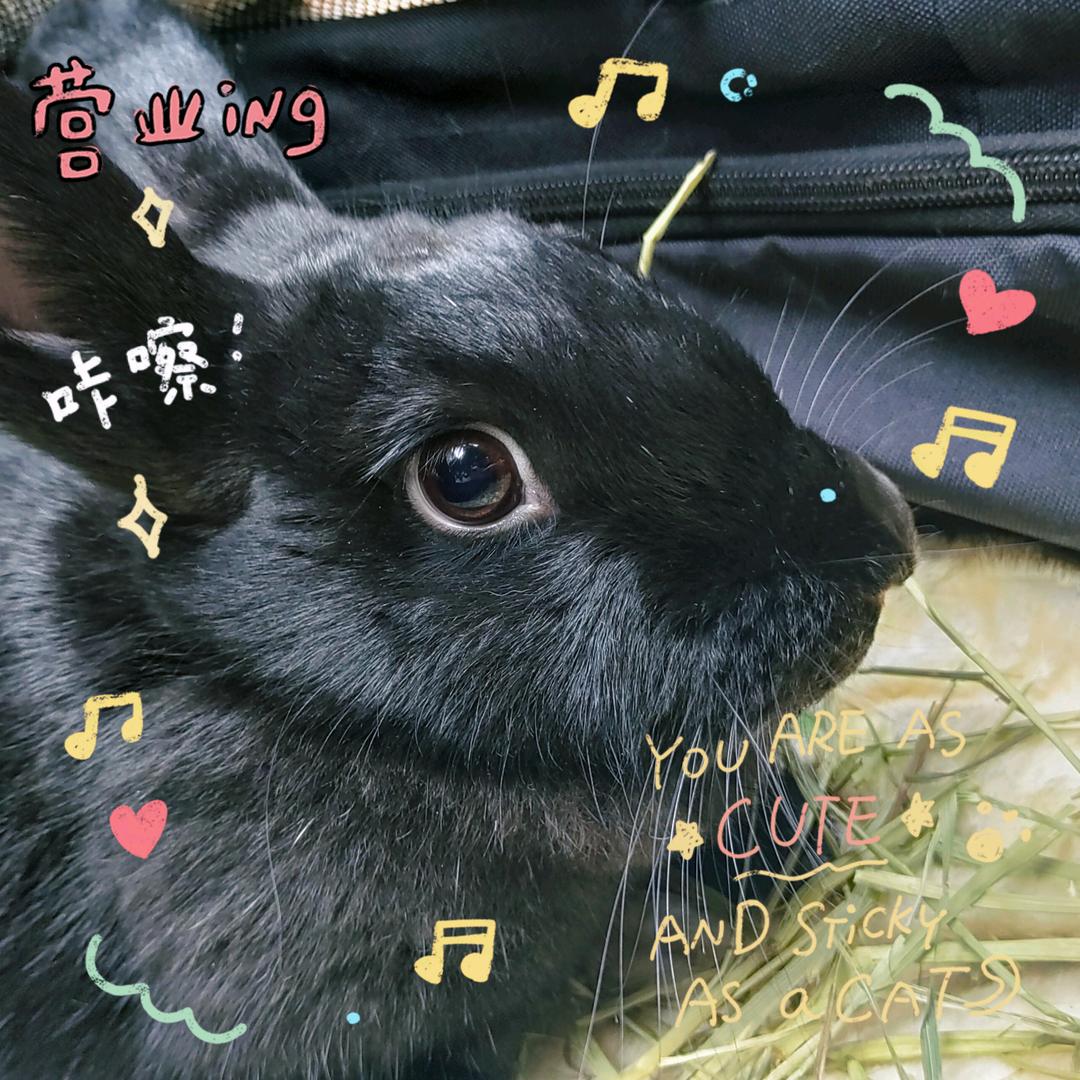 兽医小葵 😏