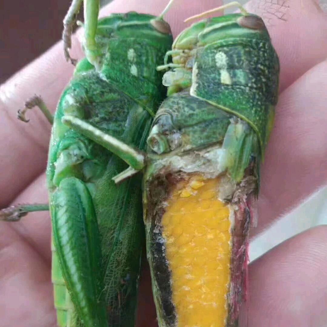 行走大山里农副产品