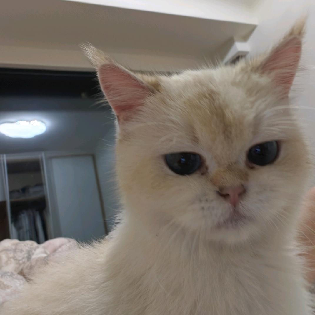 ➕V看蟹黄堡秘方