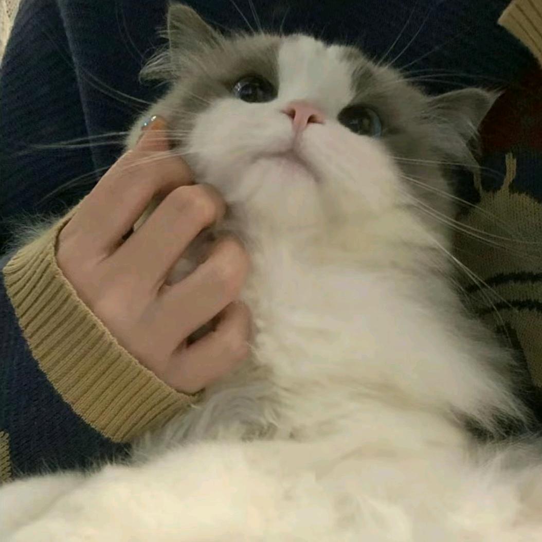 凌空飞起180度一个剪刀脚夹爆你的猪头