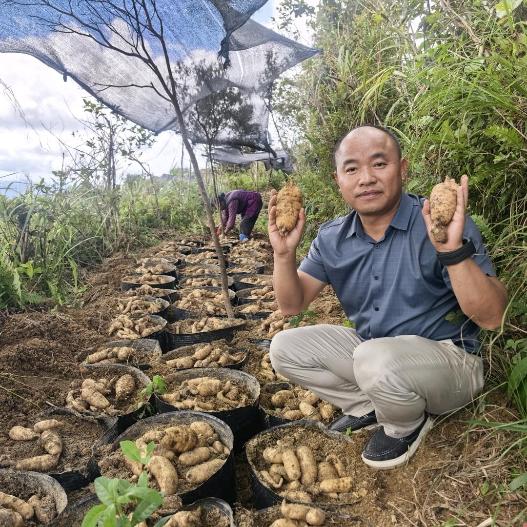 贵州国特天麻公司企业店