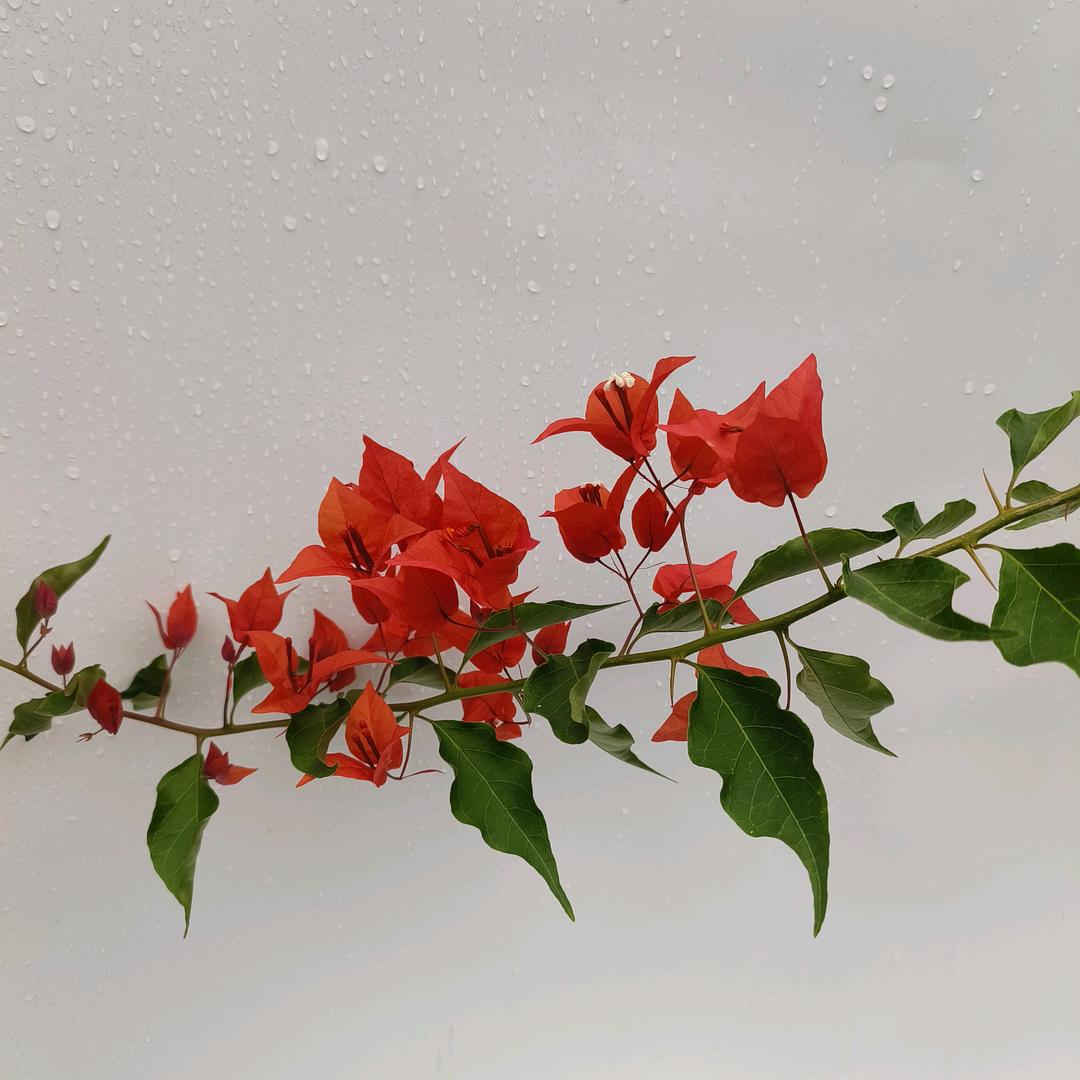花友减速带