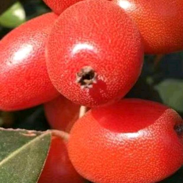 🌸带刺的玫瑰💖