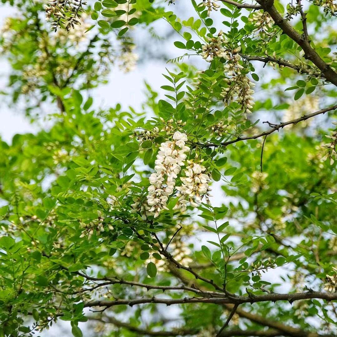 晓东生鲜