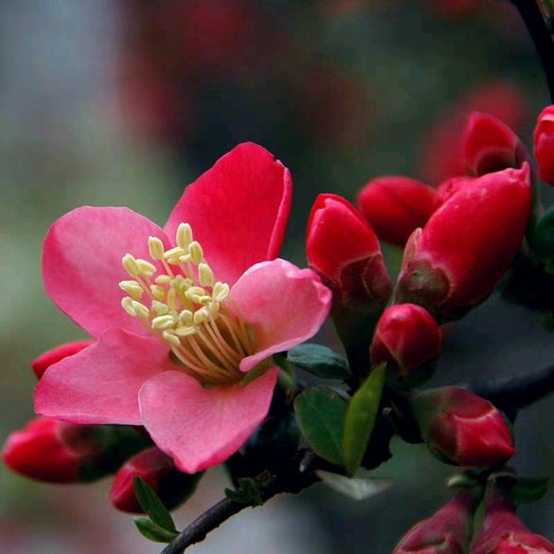 万顺花卉🌺赵美丽