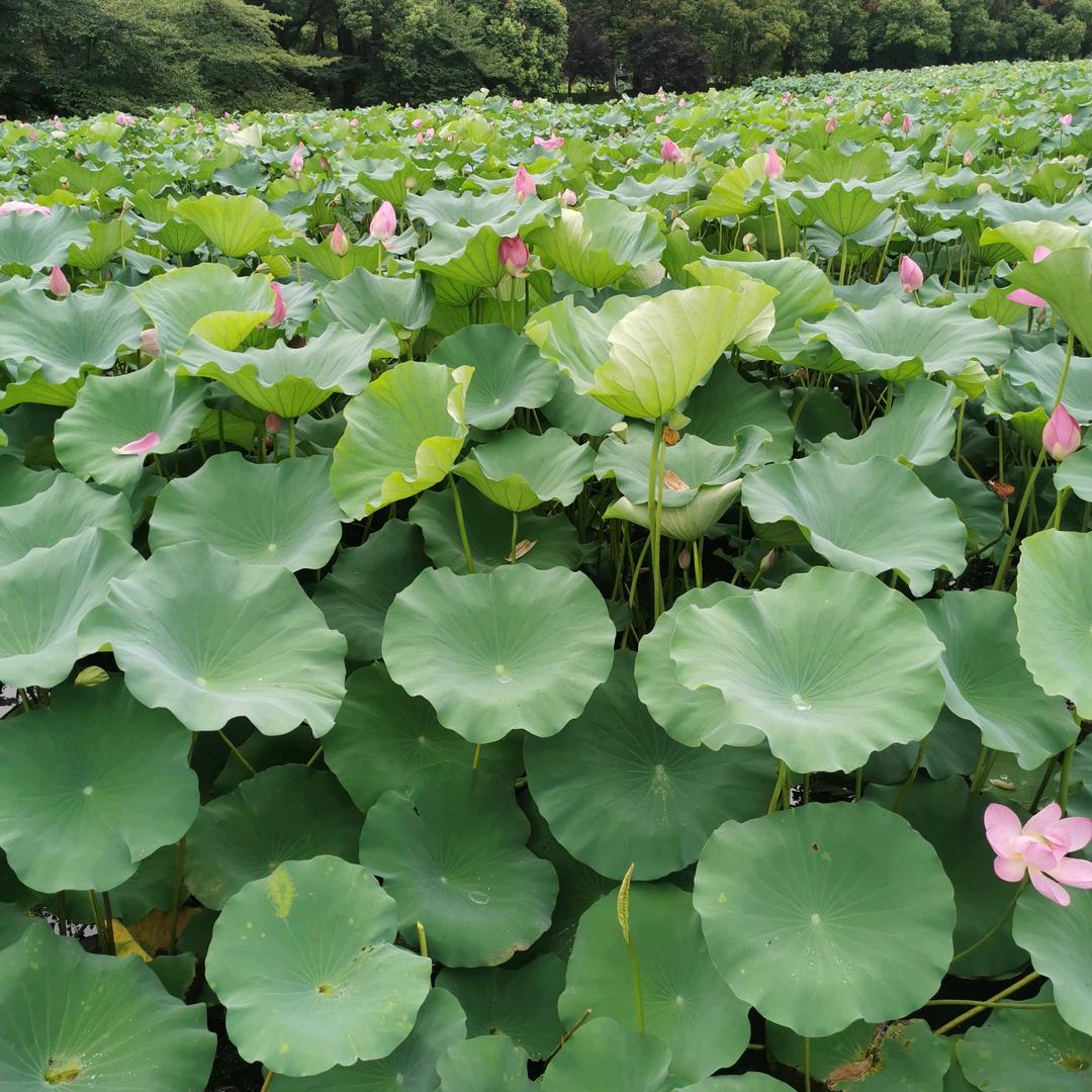秀秀家生活馆（定州中天新郡）