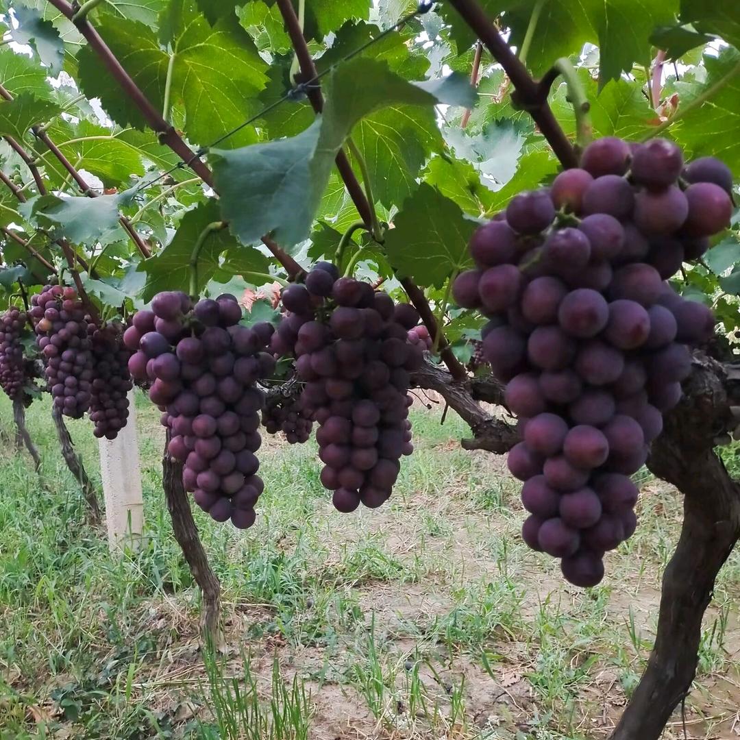 任性的女汉子🌺🌺🍀