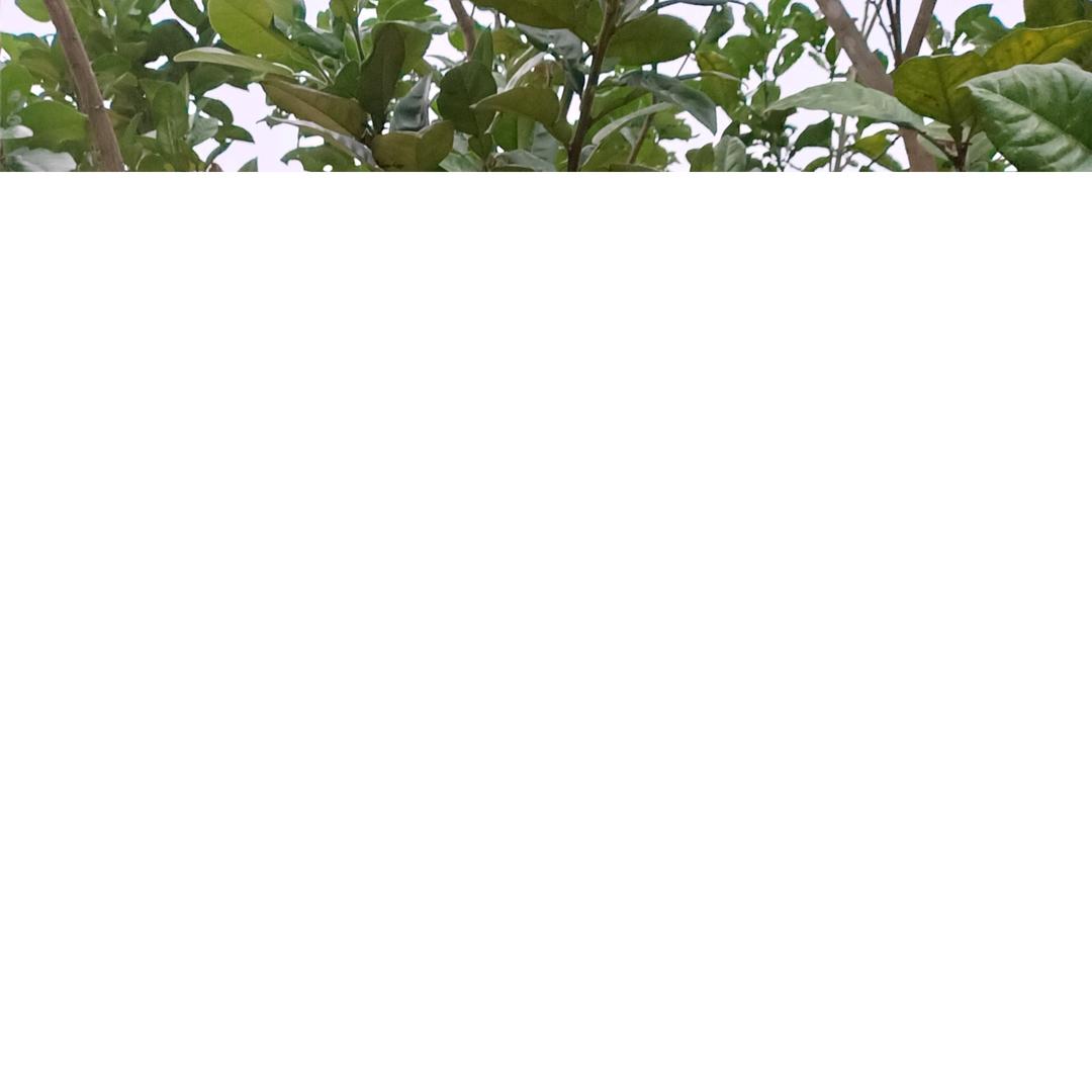 雙
