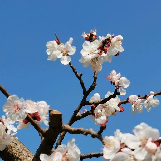 中鸿蜂窝板