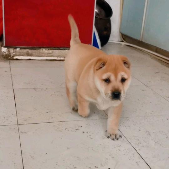 鄂M.实战土猎（田园犬）