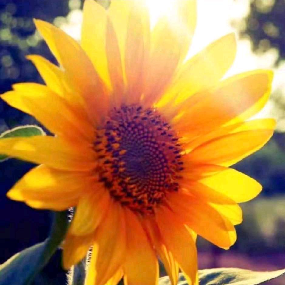 向日葵🌻🌻