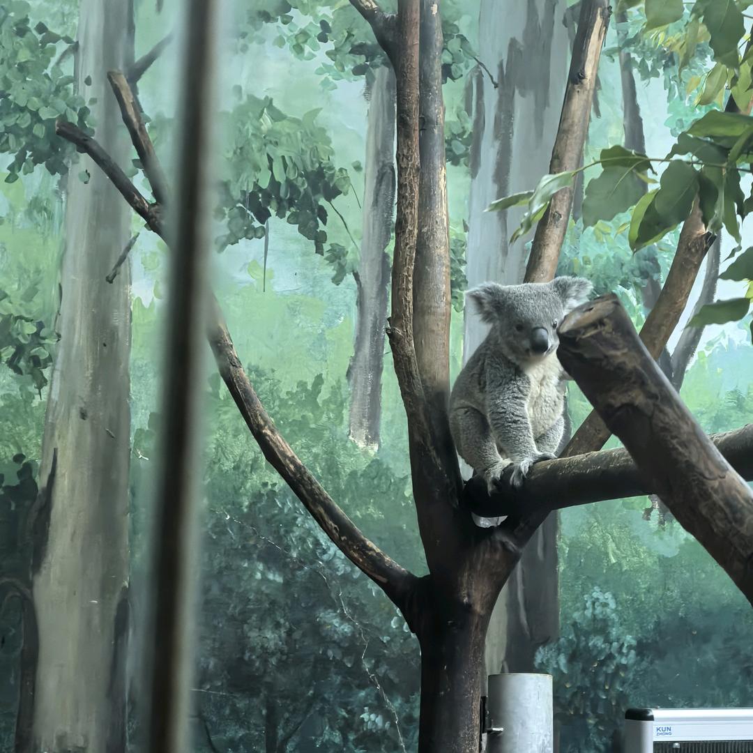 一夕一夏🌈🐯