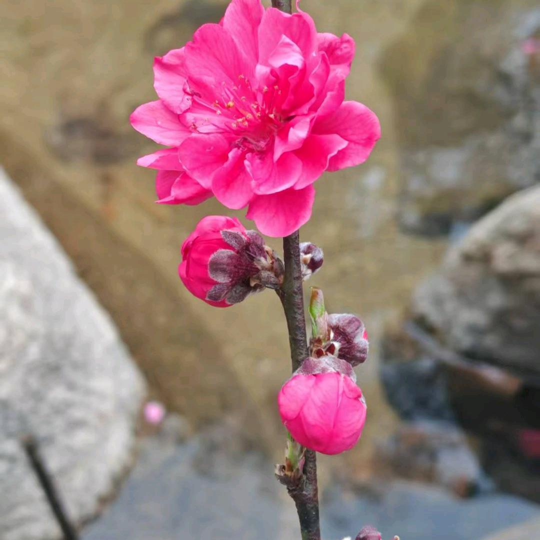 用户3420731170668蓝家二小姐