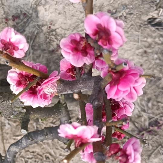 幸福哥yjf323267845167