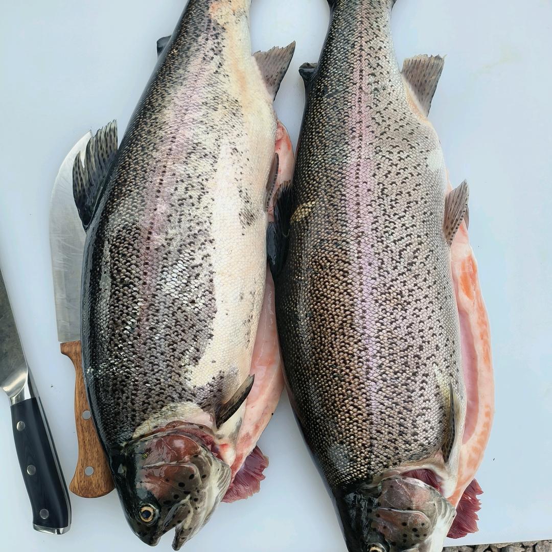 三文鱼养殖基地