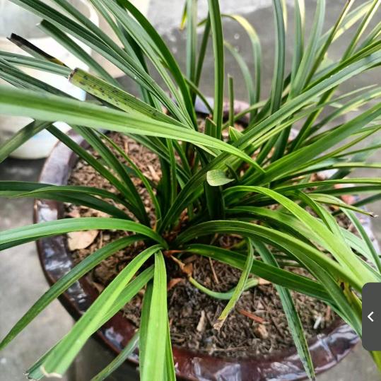 阿四姐姐🇨🇳🇨🇳🇻🇳