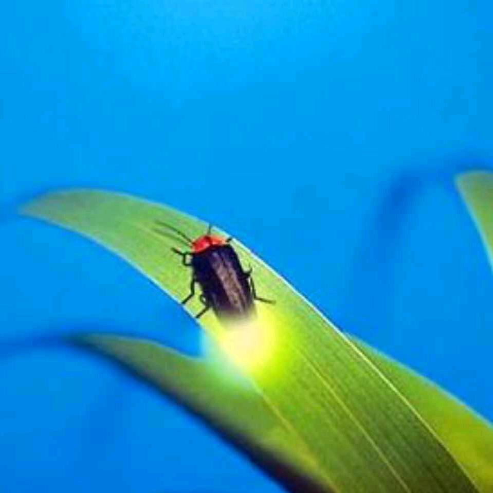 萤火虫1