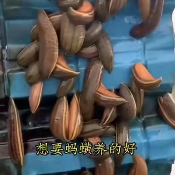 茂城水产蚂蝗妹妹
