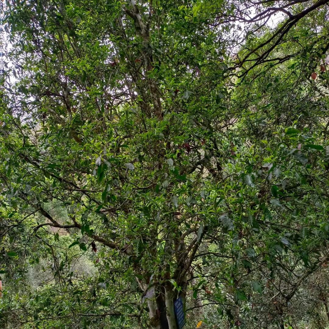 大黑树林！小曹大做
