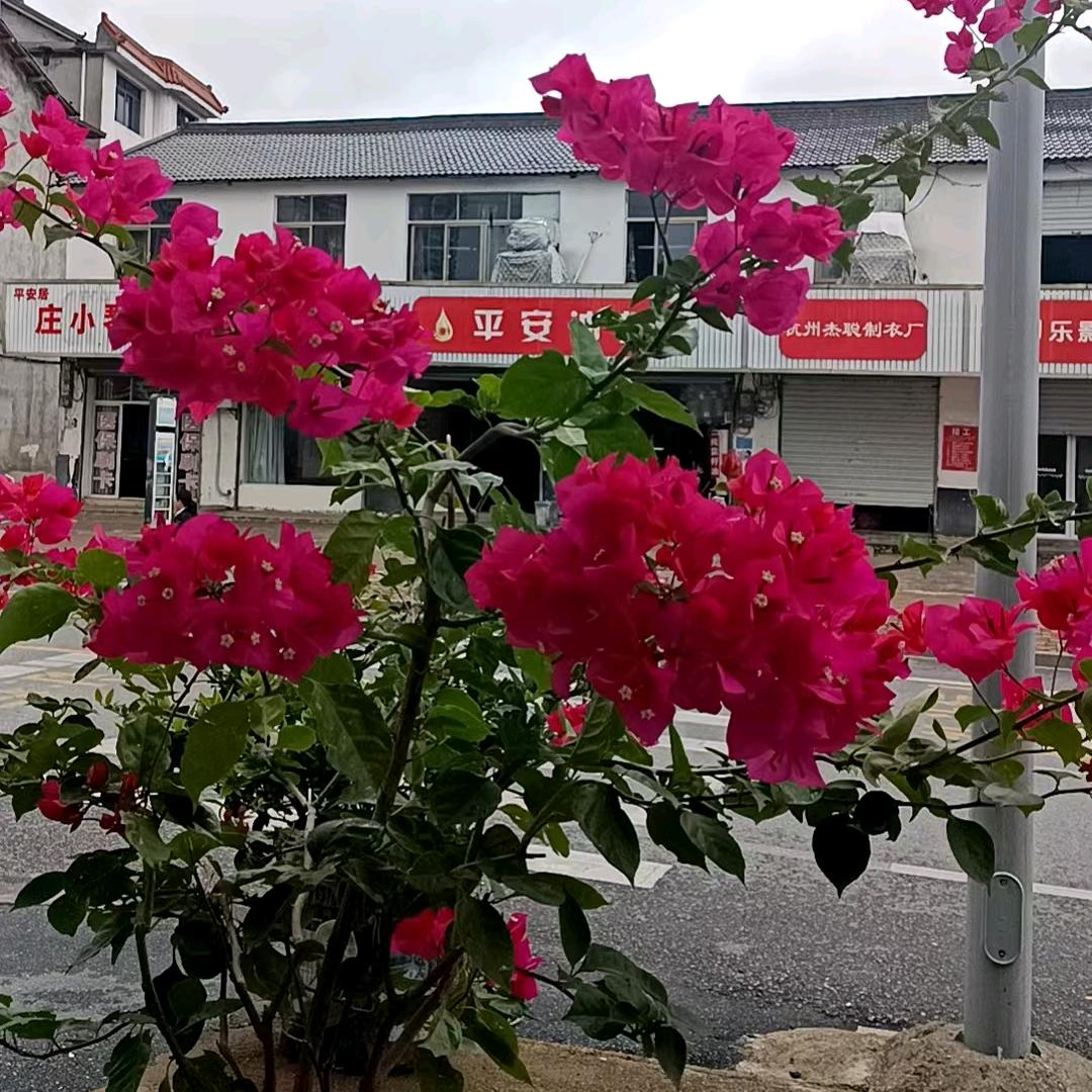 星雨爱跳舞💃🏻