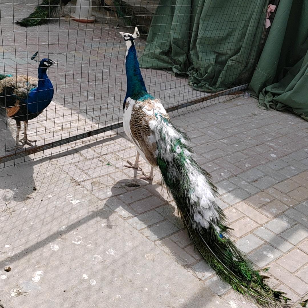 农家珍禽孔雀鸵鸟养殖基地