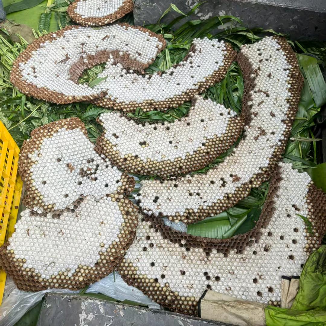 东兴镇蜂蛹蜂蜜批发零售