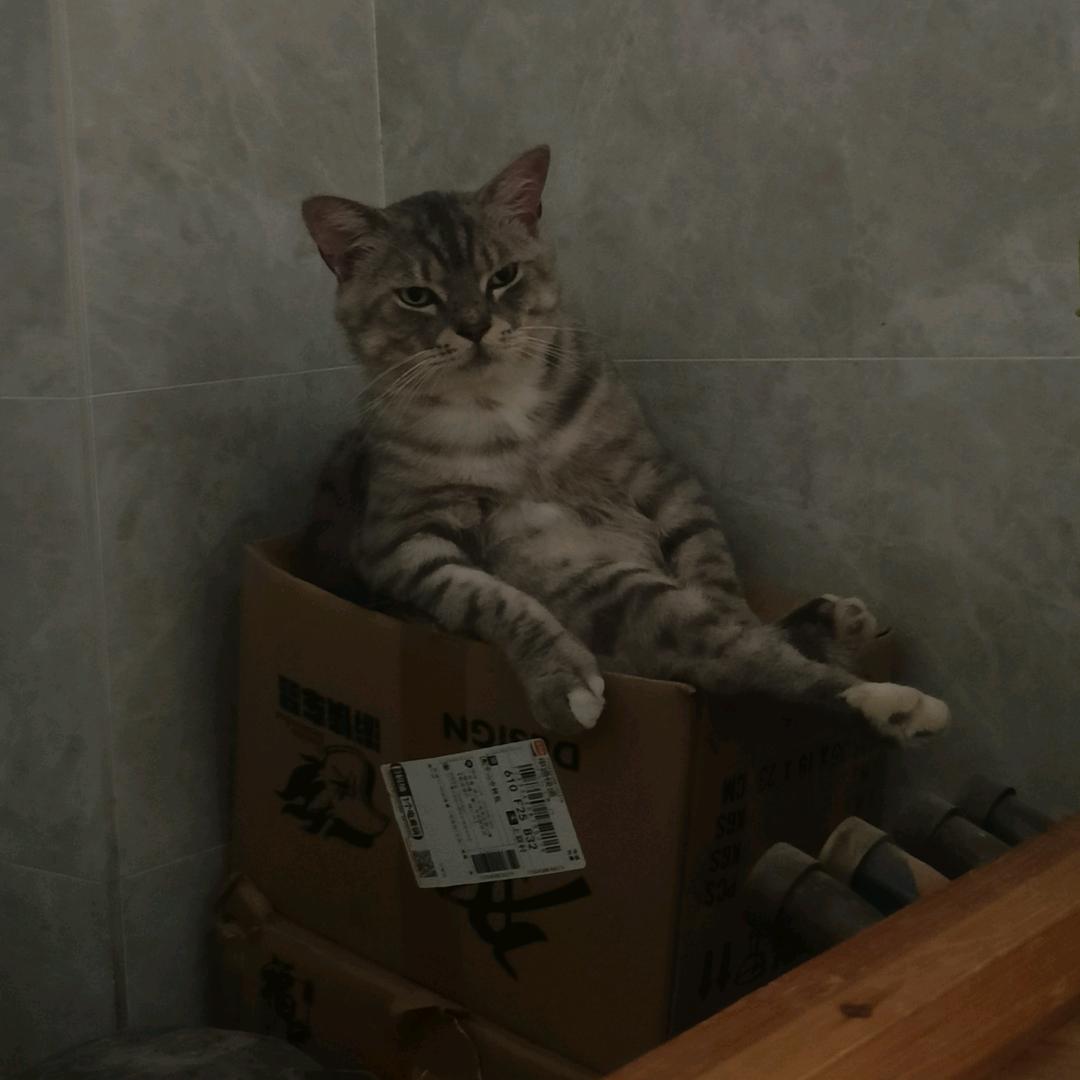 派大鑫