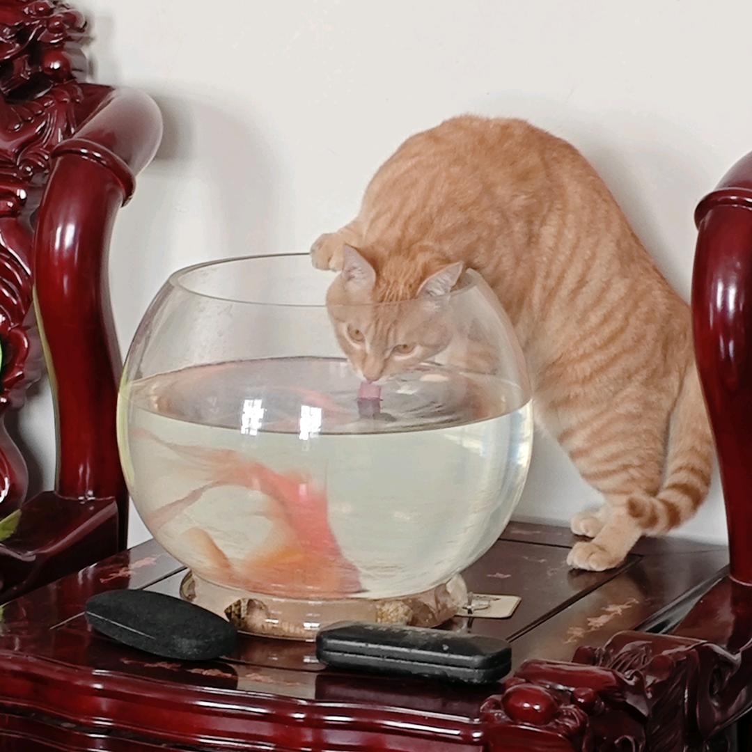 小迟迟（经略鄂西北）