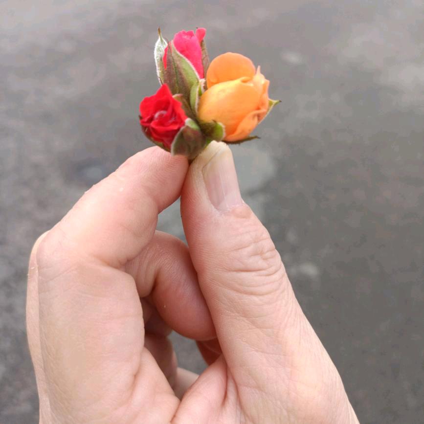 心愿