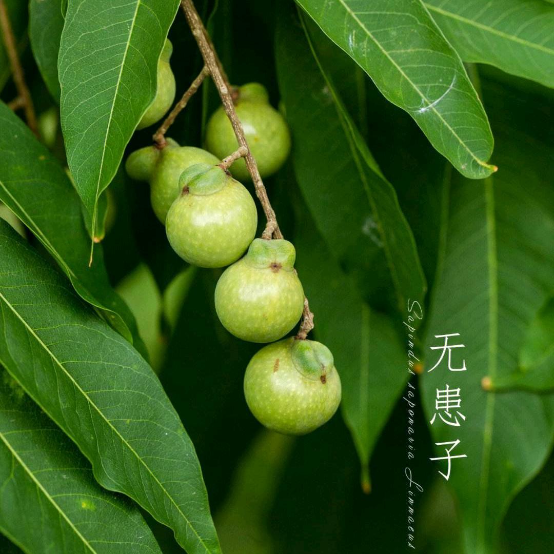 无患子