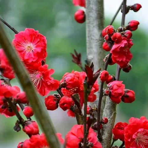 待到山花烂漫时