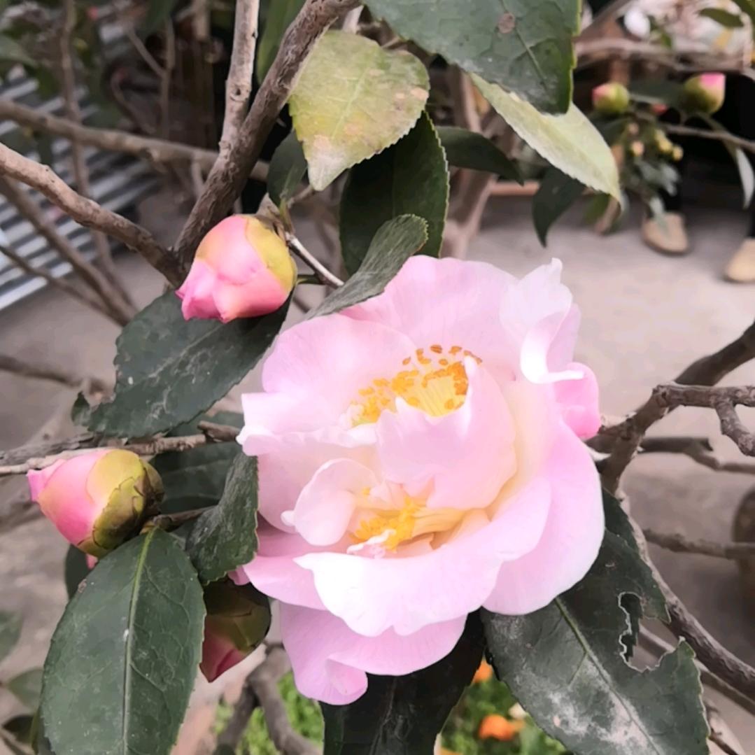 小煊煊和小沐沐