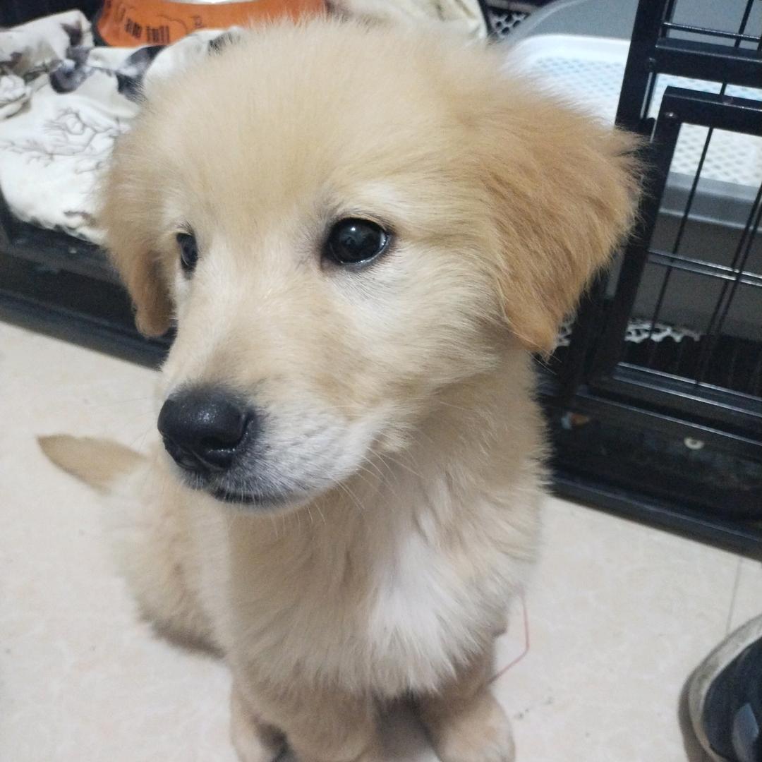狗贼★哪里逃