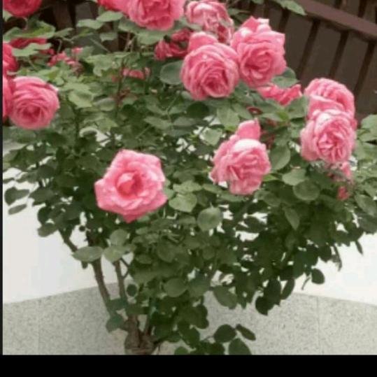 拉货搬家暗号158