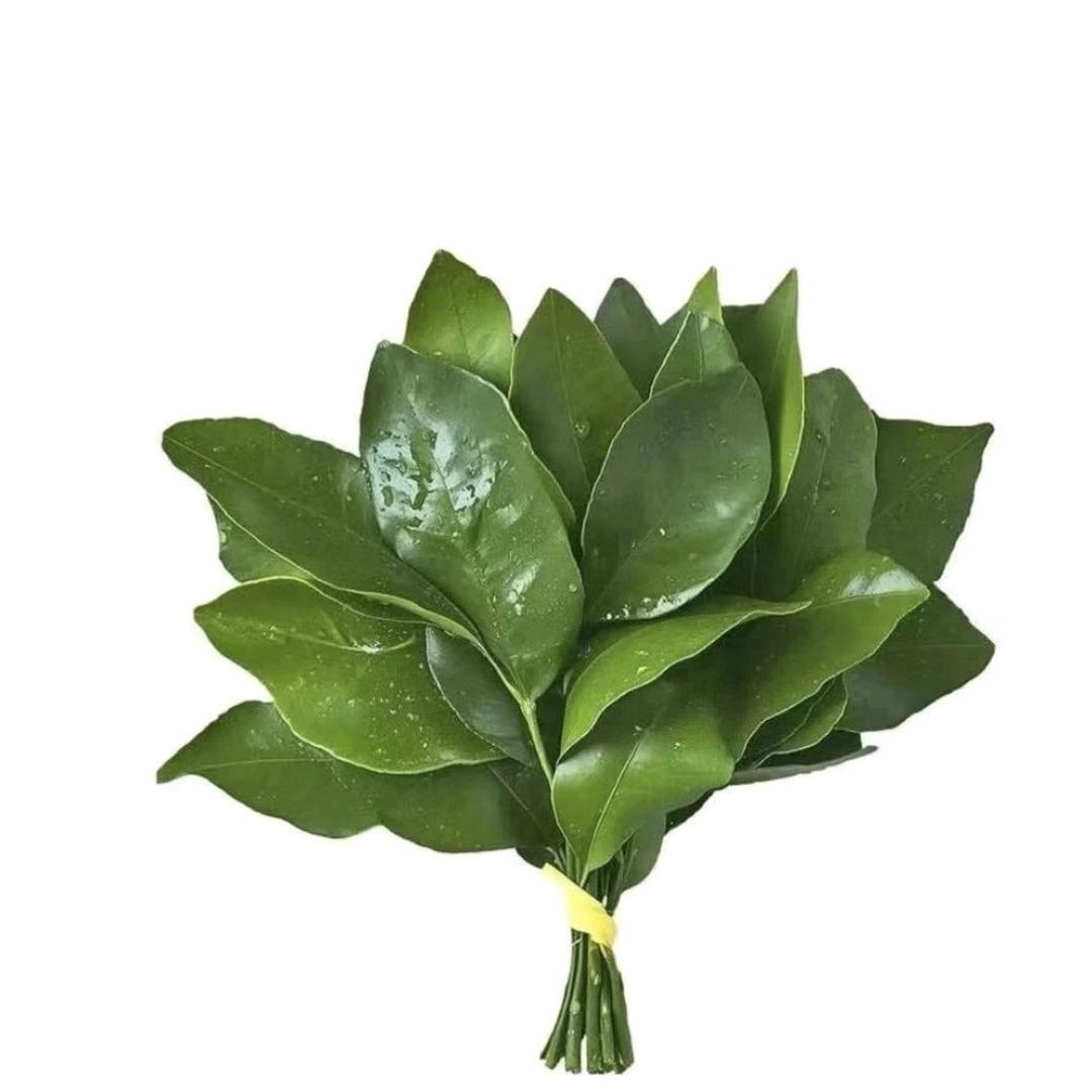 Datura（橱窗小店营业中）