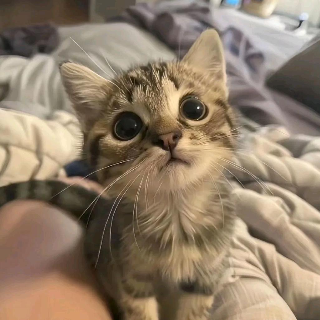 小戴.