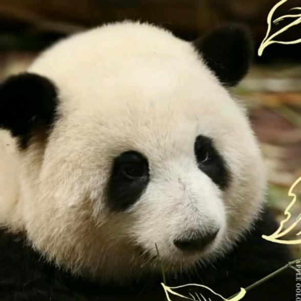 鳄鱼没有眼泪