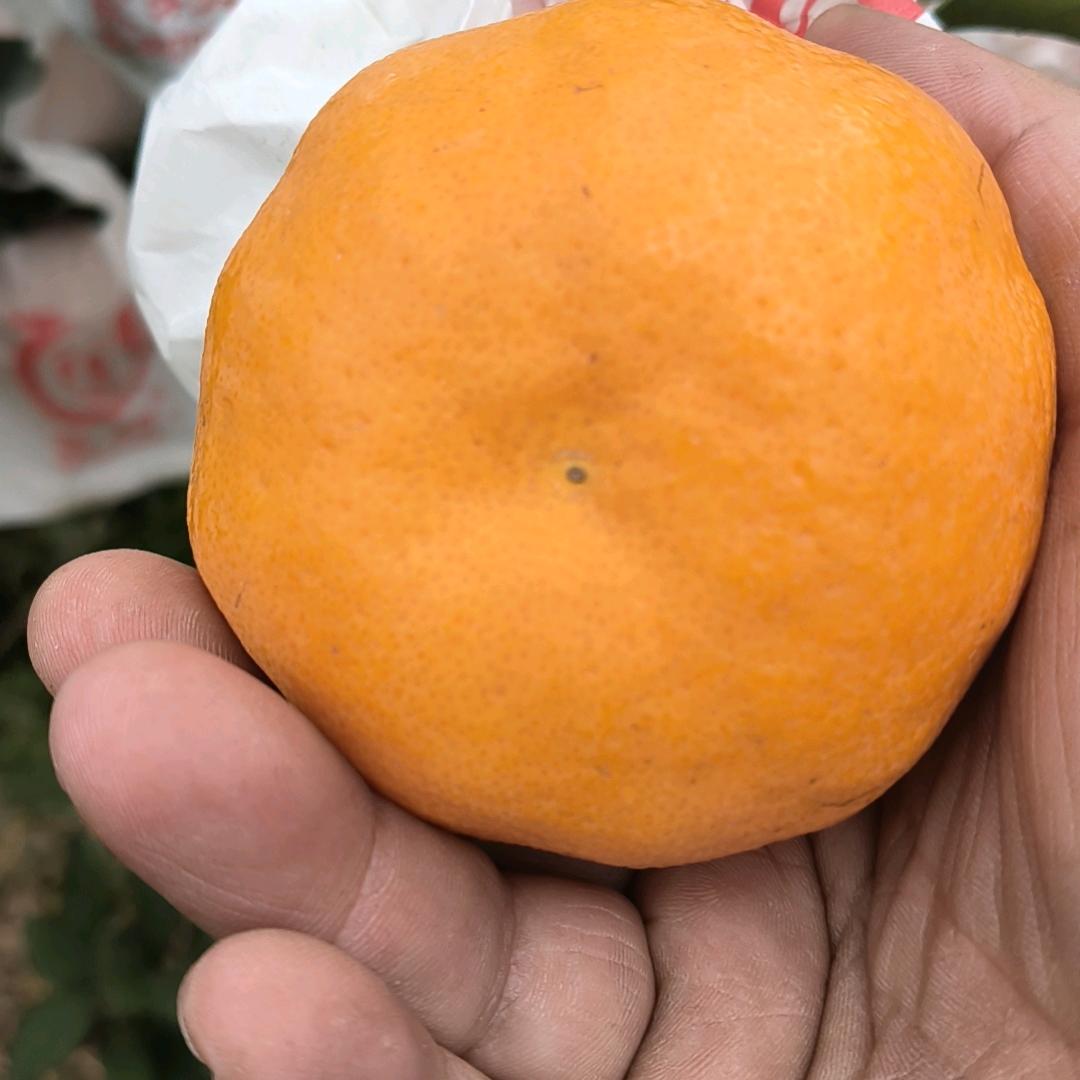 三苏镇水果购销