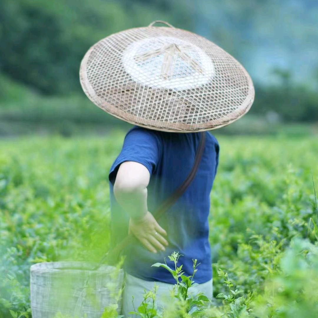 张家界湘巧茶叶