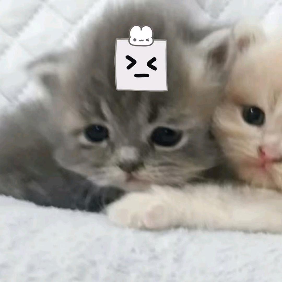 炘炘控