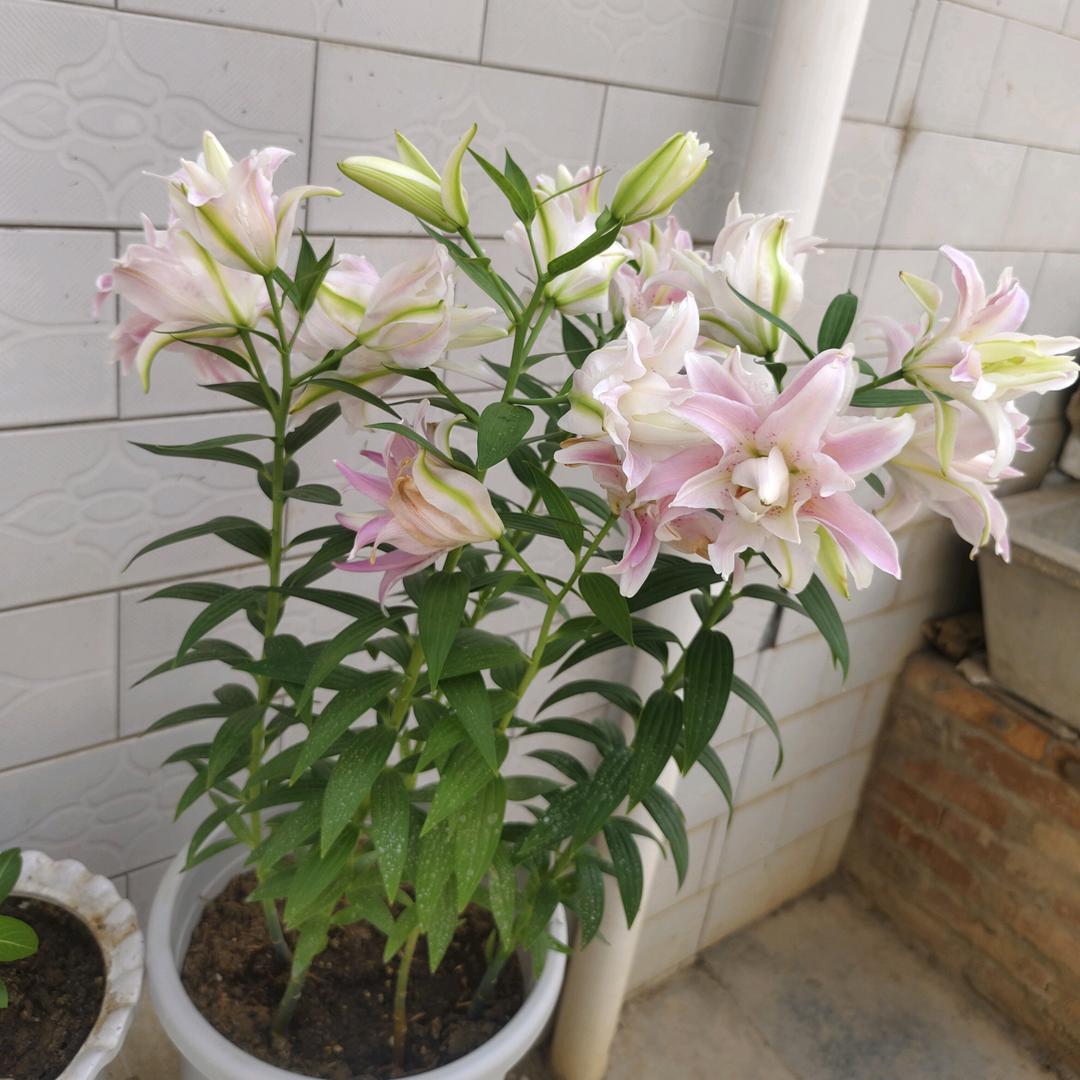 明明和小悦悦